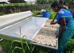 Bamboo shoots solar drying